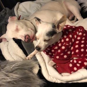 Meet your Posher, Bad